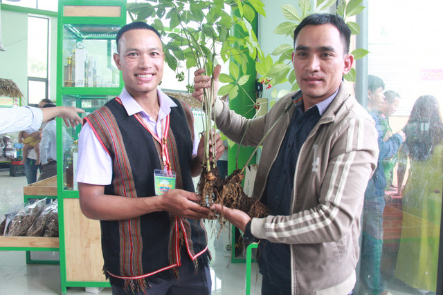 Tận mục những cây sâm Ngọc Linh giá tiền tỷ đắt đỏ - Hình 2 Tan muc nhung cay sam Ngoc Linh gia tien ty dat do-Hinh-2