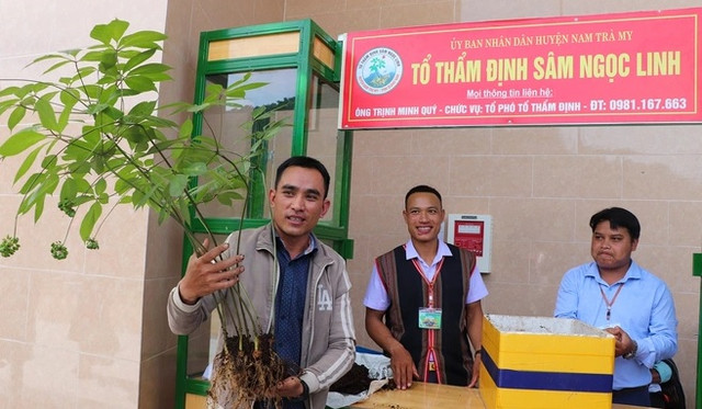 Tận mục những cây sâm Ngọc Linh giá tiền tỷ đắt đỏ Tan muc nhung cay sam Ngoc Linh gia tien ty dat do