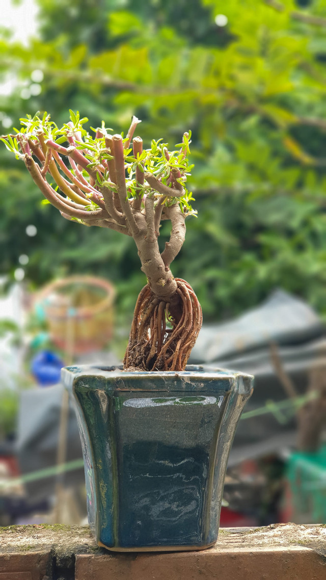 Hoa mười giờ lên chậu bonsai có giá nửa triệu đồng/cây Hoa muoi gio len chau bonsai co gia nua trieu dong/cay