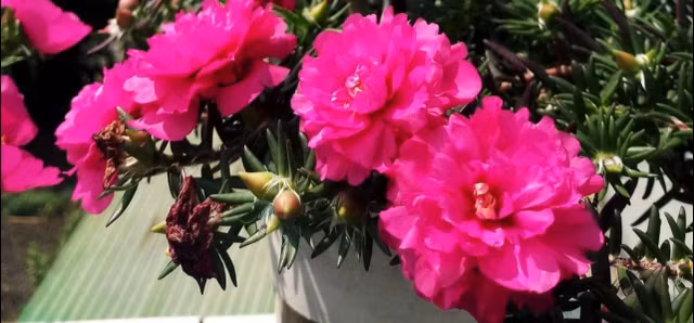 Hoa mười giờ lên chậu bonsai có giá nửa triệu đồng/cây - Hình 8 Hoa muoi gio len chau bonsai co gia nua trieu dong/cay-Hinh-8