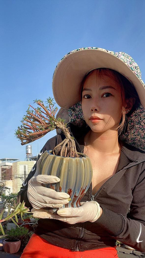 Hoa mười giờ lên chậu bonsai có giá nửa triệu đồng/cây - Hình 6 Hoa muoi gio len chau bonsai co gia nua trieu dong/cay-Hinh-6