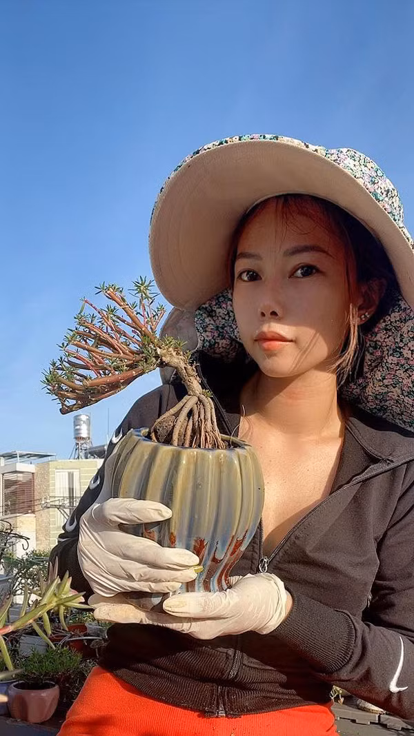 Hoa muoi gio len chau bonsai co gia nua trieu dong/cay-Hinh-6