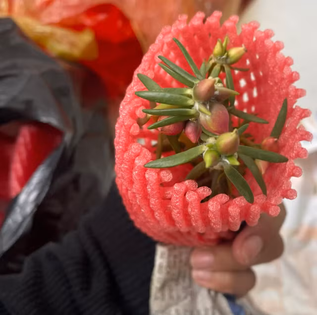 Hoa muoi gio len chau bonsai co gia nua trieu dong/cay-Hinh-5