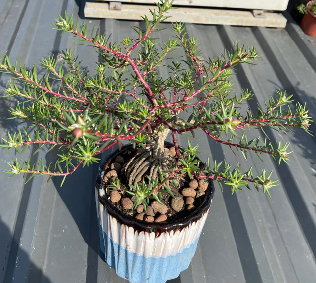 Hoa mười giờ lên chậu bonsai có giá nửa triệu đồng/cây - Hình 3 Hoa muoi gio len chau bonsai co gia nua trieu dong/cay-Hinh-3