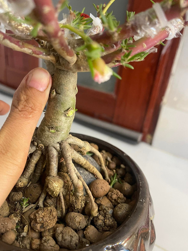 Hoa mười giờ lên chậu bonsai có giá nửa triệu đồng/cây - Hình 9 Hoa muoi gio len chau bonsai co gia nua trieu dong/cay-Hinh-9