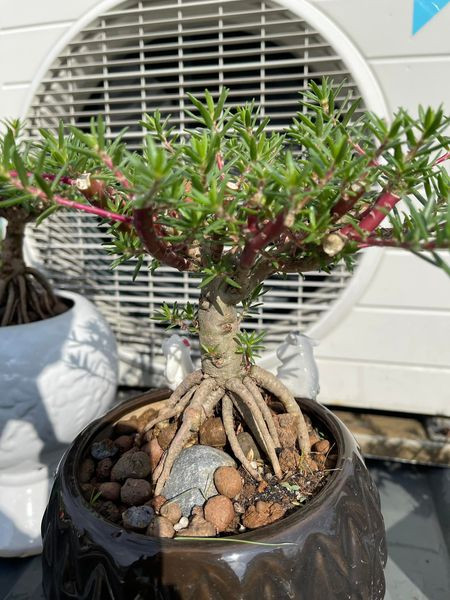 Hoa mười giờ lên chậu bonsai có giá nửa triệu đồng/cây - Hình 2 Hoa muoi gio len chau bonsai co gia nua trieu dong/cay-Hinh-2