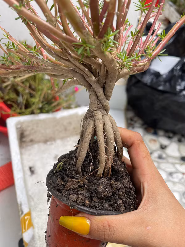 Hoa mười giờ lên chậu bonsai có giá nửa triệu đồng/cây - Hình 4 Hoa muoi gio len chau bonsai co gia nua trieu dong/cay-Hinh-4