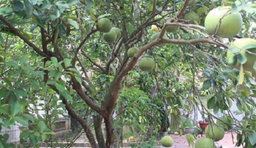 Đại gia làng hài Xuân Hinh sở hữu nhà gỗ bạc tỷ - Hình 10 Dai gia lang hai Xuan Hinh so huu nha go bac ty-Hinh-10