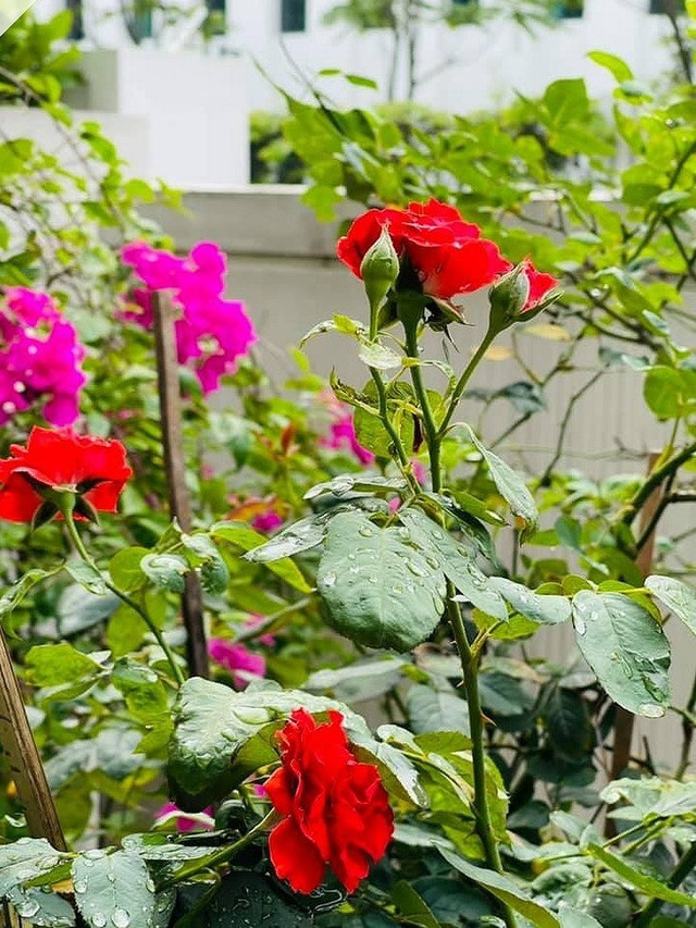 Bên trong căn biệt thự tiền tỷ của doanh nhân Đào Lan Hương - vợ Shark Bình - Hình 5 Ben trong can biet thu tien ty cua doanh nhan Dao Lan Huong - vo Shark Binh-Hinh-5