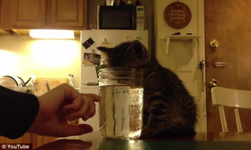 Hài hước mèo con ngủ gục mặt xuống lọ nước Hai huoc meo con ngu guc mat xuong lo nuoc