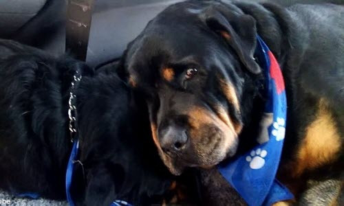 Xúc động cảnh tượng chó tiếc thương em qua đời Xuc dong canh tuong cho tiec thuong em qua doi