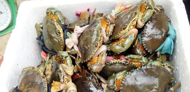 Cua biển Cà Mau giá 1 triệu đồng/kg dịp Tết Cua bien Ca Mau gia 1 trieu dong/kg dip Tet