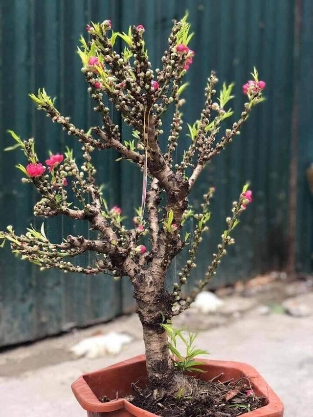 Những loại đào tiền triệu hút khách dịp Tết Nguyên đán Nhung loai dao tien trieu hut khach dip Tet Nguyen dan