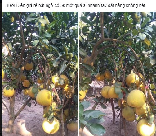 Tràn lan bưởi Diễn 5.000 đồng/quả liệu có đáng tin? Tran lan buoi Dien 5.000 dong/qua lieu co dang tin?