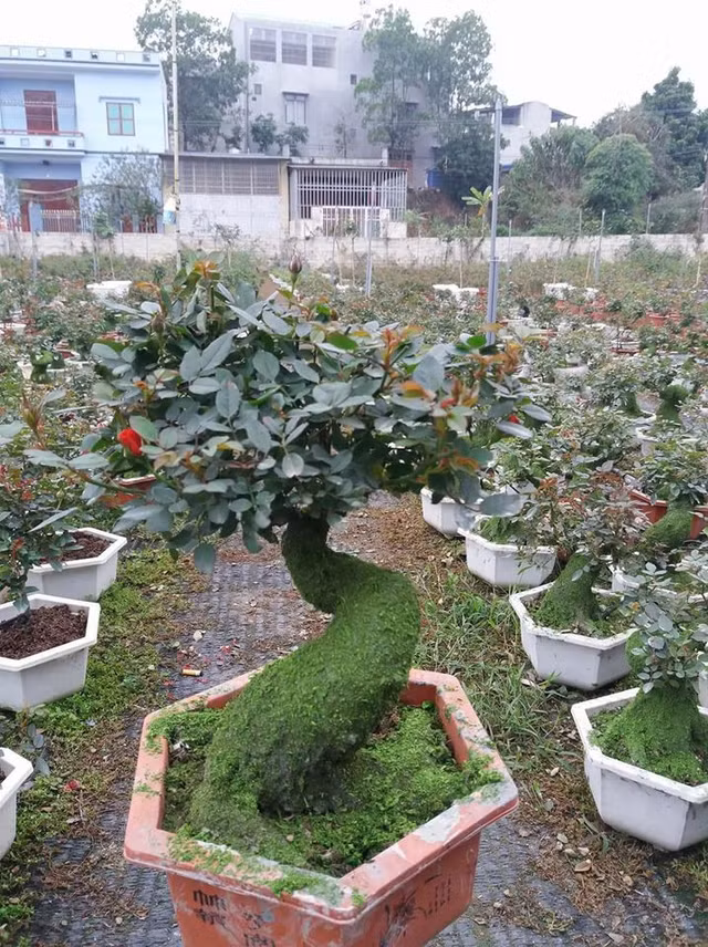 Hoa hong co gia ca tram trieu chi danh cho dai gia