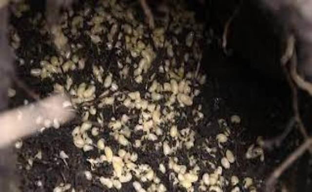 Đặc sản trứng kiến sa mạc bổ béo cỡ nào mà giá tới vài triệu đồng/kg? - Hình 6 Dac san trung kien sa mac bo beo co nao ma gia toi vai trieu dong/kg?-Hinh-6