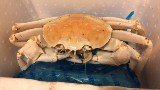 Xuat hien cua “bach tang” ngon nhat the gioi vai trieu dong/con-Hinh-7