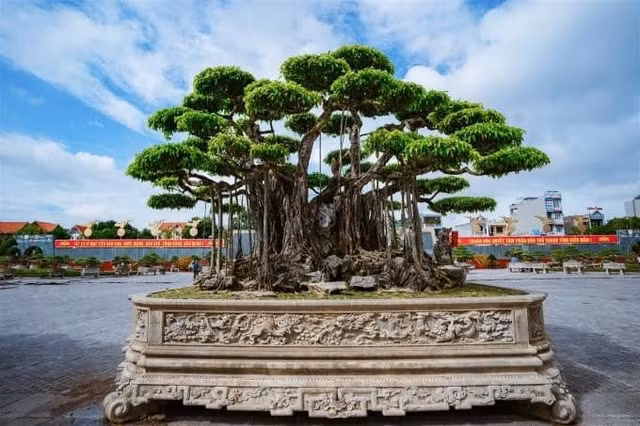 Cay canh duoc dinh gia 460 ty dong o Thanh Hoa