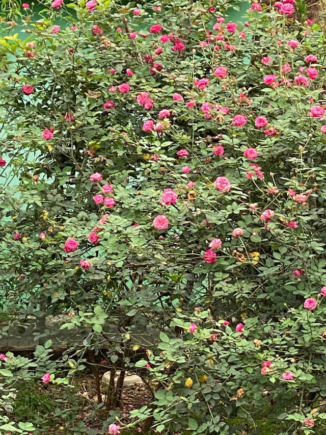 NSND Minh Hang nuoi ga, vit, khi trong ngoi nha vuon rong 20.000m2-Hinh-6