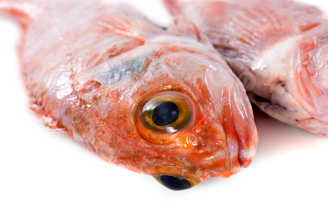 Có những loại cá dù rẻ đến mấy, người tiêu dùng cũng không nên mua - Hình 2 Co nhung loai ca du re den may, nguoi tieu dung cung khong nen mua-Hinh-2