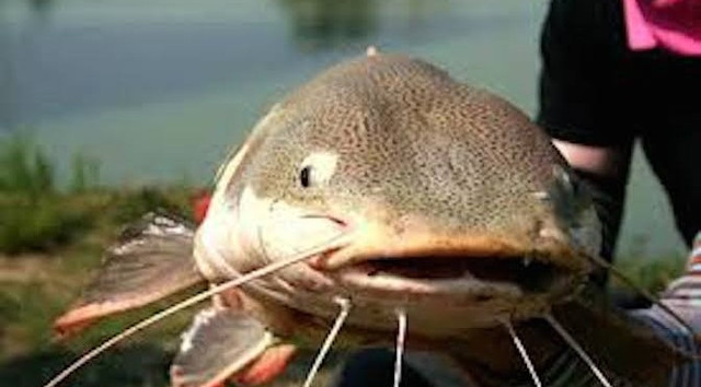 Có những loại cá dù rẻ đến mấy, người tiêu dùng cũng không nên mua - Hình 3 Co nhung loai ca du re den may, nguoi tieu dung cung khong nen mua-Hinh-3