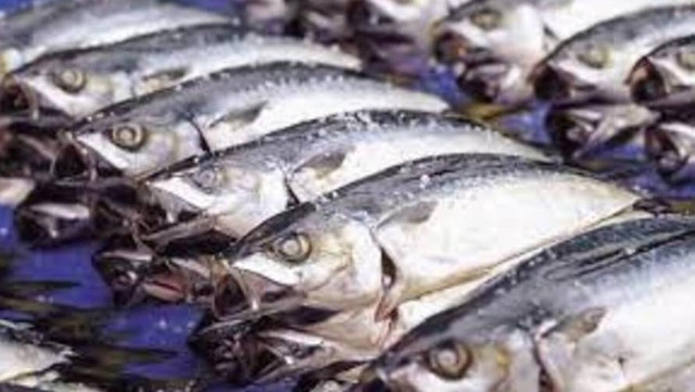 Có những loại cá dù rẻ đến mấy, người tiêu dùng cũng không nên mua - Hình 10 Co nhung loai ca du re den may, nguoi tieu dung cung khong nen mua-Hinh-10