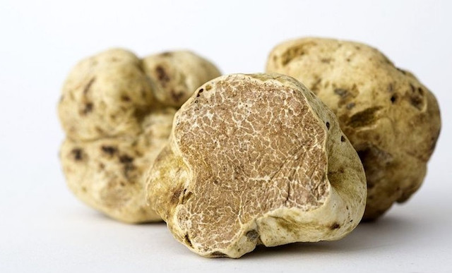 Nấm truffle được ví như "kim cương" trong ẩm thực - Hình 7 Nam truffle duoc vi nhu