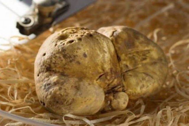 Nấm truffle được ví như "kim cương" trong ẩm thực - Hình 4 Nam truffle duoc vi nhu