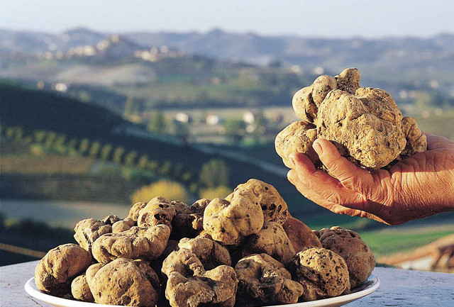 Nấm truffle được ví như "kim cương" trong ẩm thực - Hình 9 Nam truffle duoc vi nhu
