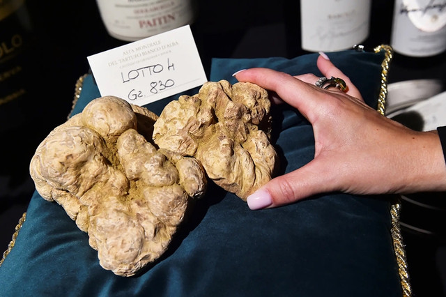 Nấm truffle được ví như "kim cương" trong ẩm thực - Hình 3 Nam truffle duoc vi nhu