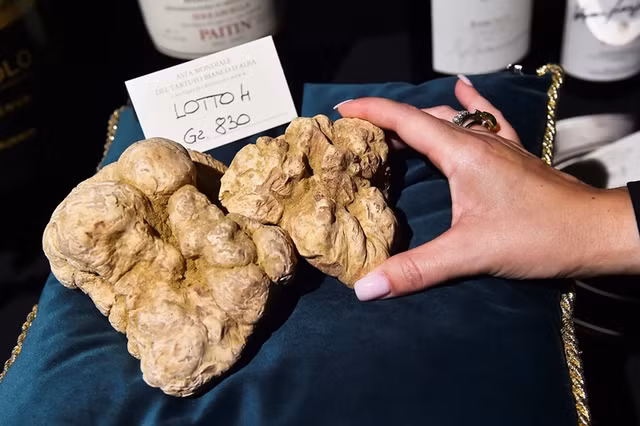 Nam truffle duoc vi nhu 