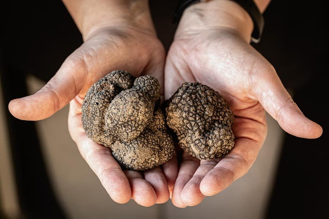 Nấm truffle được ví như "kim cương" trong ẩm thực - Hình 8 Nam truffle duoc vi nhu
