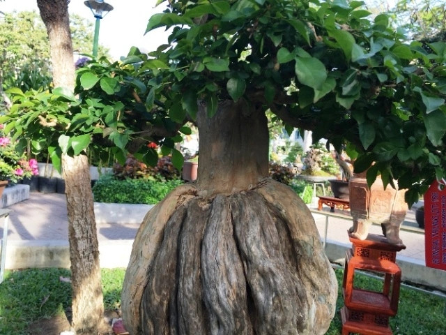 Nhung chau bonsai co hinh thu ky di, la mat khien dai gia me dam-Hinh-3