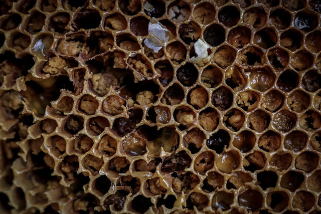 Xem những người thợ săn mật ong cheo leo trên vách đá dựng đứng - Hình 12 Xem nhung nguoi tho san mat ong cheo leo tren vach da dung dung-Hinh-12