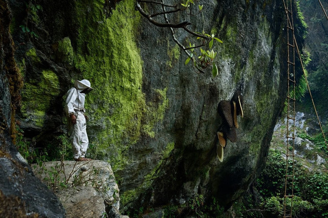 Xem những người thợ săn mật ong cheo leo trên vách đá dựng đứng - Hình 2 Xem nhung nguoi tho san mat ong cheo leo tren vach da dung dung-Hinh-2