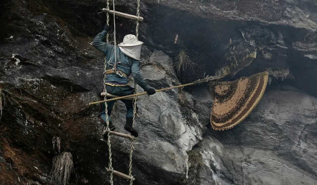 Xem những người thợ săn mật ong cheo leo trên vách đá dựng đứng Xem nhung nguoi tho san mat ong cheo leo tren vach da dung dung