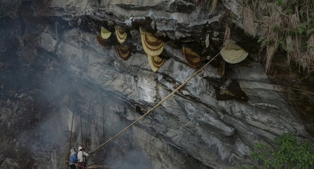 Xem những người thợ săn mật ong cheo leo trên vách đá dựng đứng - Hình 3 Xem nhung nguoi tho san mat ong cheo leo tren vach da dung dung-Hinh-3