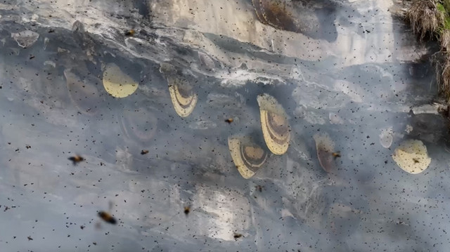 Xem những người thợ săn mật ong cheo leo trên vách đá dựng đứng - Hình 8 Xem nhung nguoi tho san mat ong cheo leo tren vach da dung dung-Hinh-8