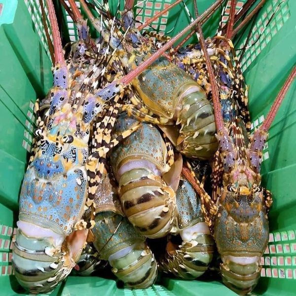 Tôm hùm bông bất ngờ được rao bán với giá chỉ từ 350.000 đồng/kg Tom hum bong bat ngo duoc rao ban voi gia chi tu 350.000 dong/kg