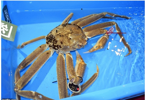 Cua tuyết Nhật Bản có giá vô cùng đắt đỏ đến 1,6 tỷ đồng mỗi con - Hình 3 Cua tuyet Nhat Ban co gia vo cung dat do den 1,6 ty dong moi con-Hinh-3