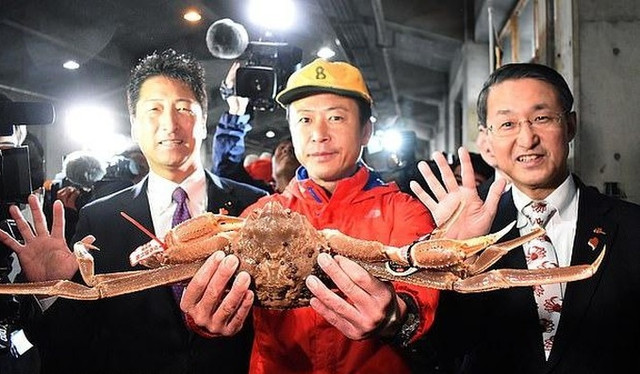 Cua tuyết Nhật Bản có giá vô cùng đắt đỏ đến 1,6 tỷ đồng mỗi con - Hình 4 Cua tuyet Nhat Ban co gia vo cung dat do den 1,6 ty dong moi con-Hinh-4