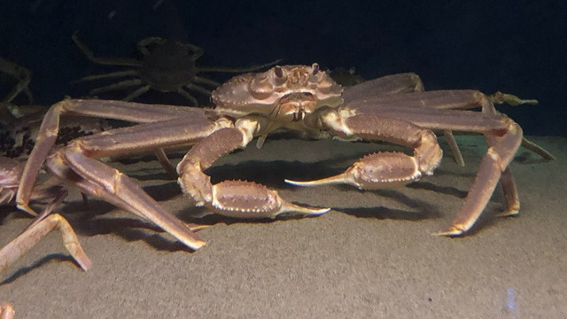 Cua tuyết Nhật Bản có giá vô cùng đắt đỏ đến 1,6 tỷ đồng mỗi con - Hình 5 Cua tuyet Nhat Ban co gia vo cung dat do den 1,6 ty dong moi con-Hinh-5