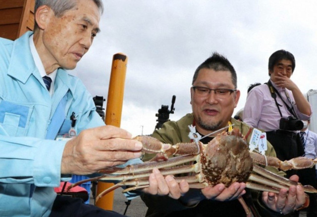 Cua tuyết Nhật Bản có giá vô cùng đắt đỏ đến 1,6 tỷ đồng mỗi con Cua tuyet Nhat Ban co gia vo cung dat do den 1,6 ty dong moi con