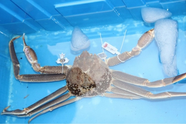 Cua tuyết Nhật Bản có giá vô cùng đắt đỏ đến 1,6 tỷ đồng mỗi con - Hình 2 Cua tuyet Nhat Ban co gia vo cung dat do den 1,6 ty dong moi con-Hinh-2