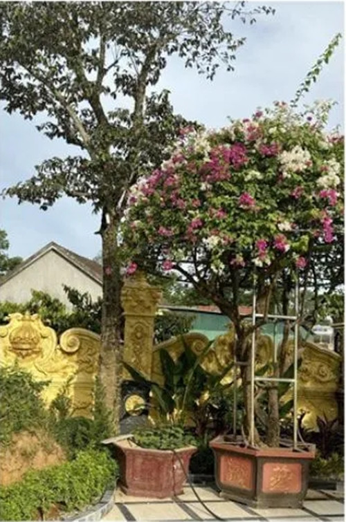 Đại gia Nghệ An dành hơn 3.000m2 trồng các loại cây bonsai trị giá bạc tỷ - Hình 4 Dai gia Nghe An danh hon 3.000m2 trong cac loai cay bonsai tri gia bac ty-Hinh-4