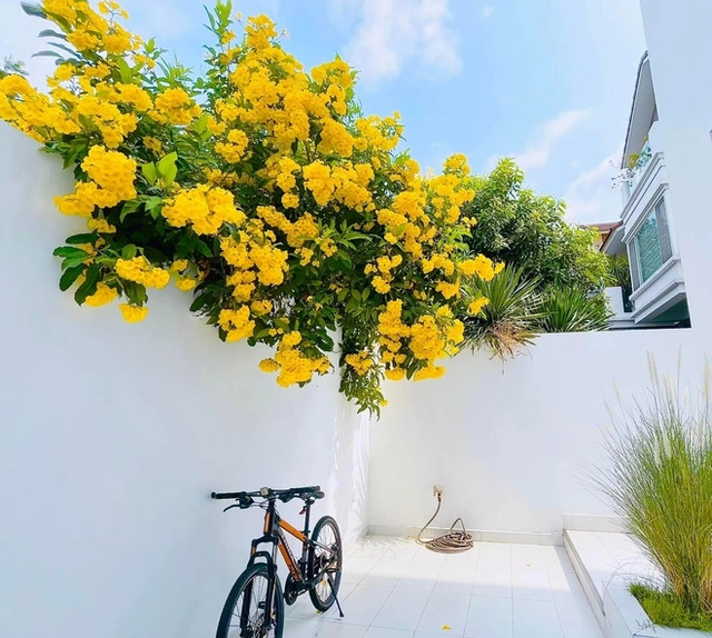 Khối tài sản vạn người mơ ước của vợ chồng Công Vinh - Thủy Tiên - Hình 7 Khoi tai san van nguoi mo uoc cua vo chong Cong Vinh - Thuy Tien-Hinh-7