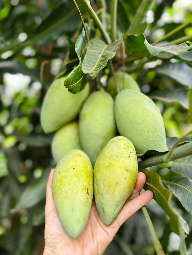 Ca sĩ Mỹ Lệ sở hữu một khu vườn tràn ngập hoa và trái cây - Hình 3 Ca si My Le so huu mot khu vuon tran ngap hoa va trai cay-Hinh-3