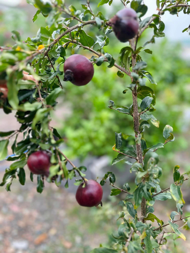 Ca sĩ Mỹ Lệ sở hữu một khu vườn tràn ngập hoa và trái cây - Hình 5 Ca si My Le so huu mot khu vuon tran ngap hoa va trai cay-Hinh-5