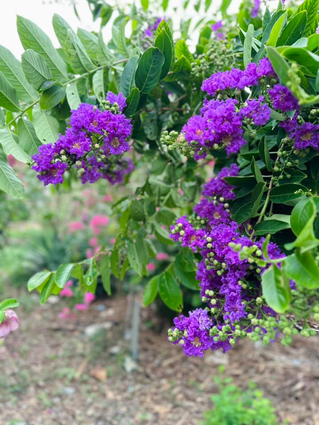 Ca sĩ Mỹ Lệ sở hữu một khu vườn tràn ngập hoa và trái cây - Hình 7 Ca si My Le so huu mot khu vuon tran ngap hoa va trai cay-Hinh-7