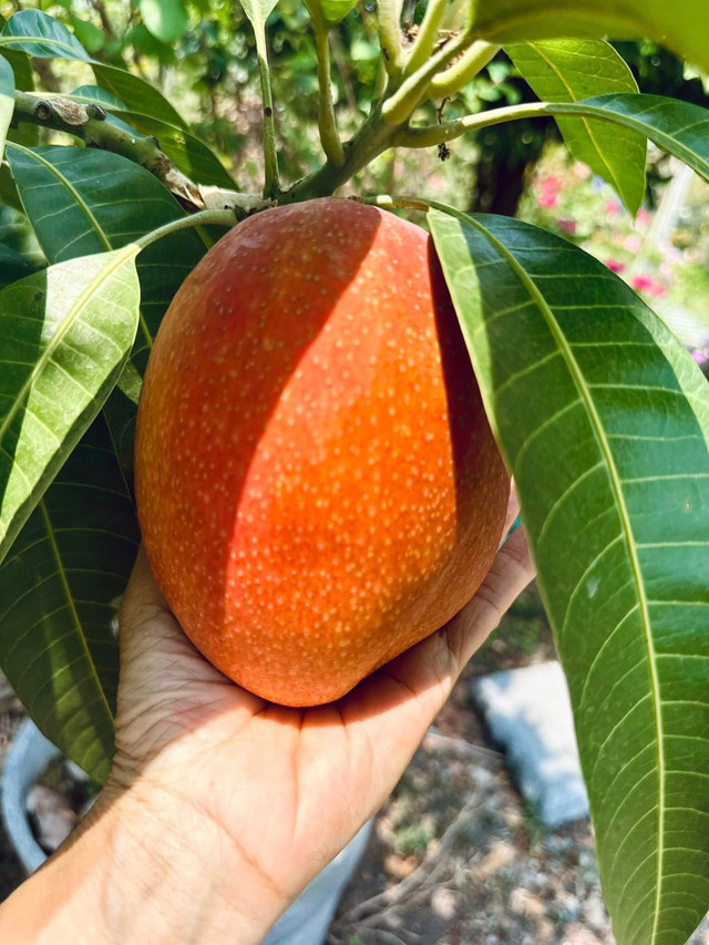 Ca sĩ Mỹ Lệ sở hữu một khu vườn tràn ngập hoa và trái cây - Hình 9 Ca si My Le so huu mot khu vuon tran ngap hoa va trai cay-Hinh-9